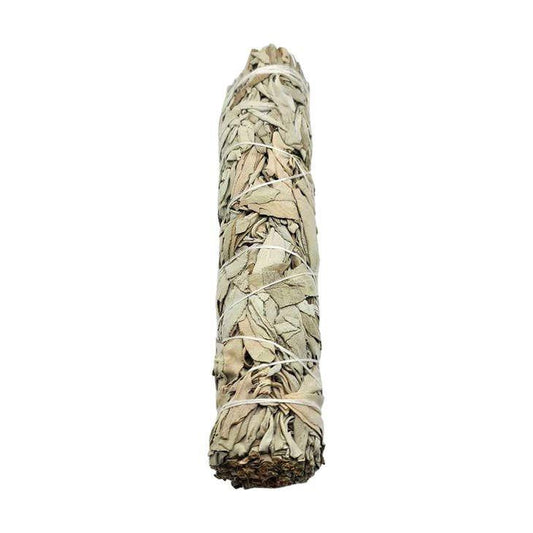 PAQUETE DE SALVIA BLANCA DE 6"
