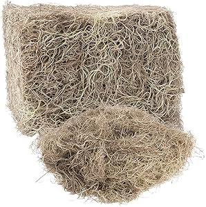 SPANISH MOSS