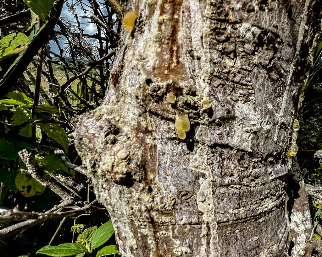 BURSERACEAE (COPAL TREE)