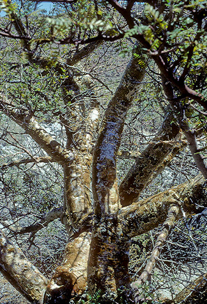 BURSERACEAE (COPAL TREE)