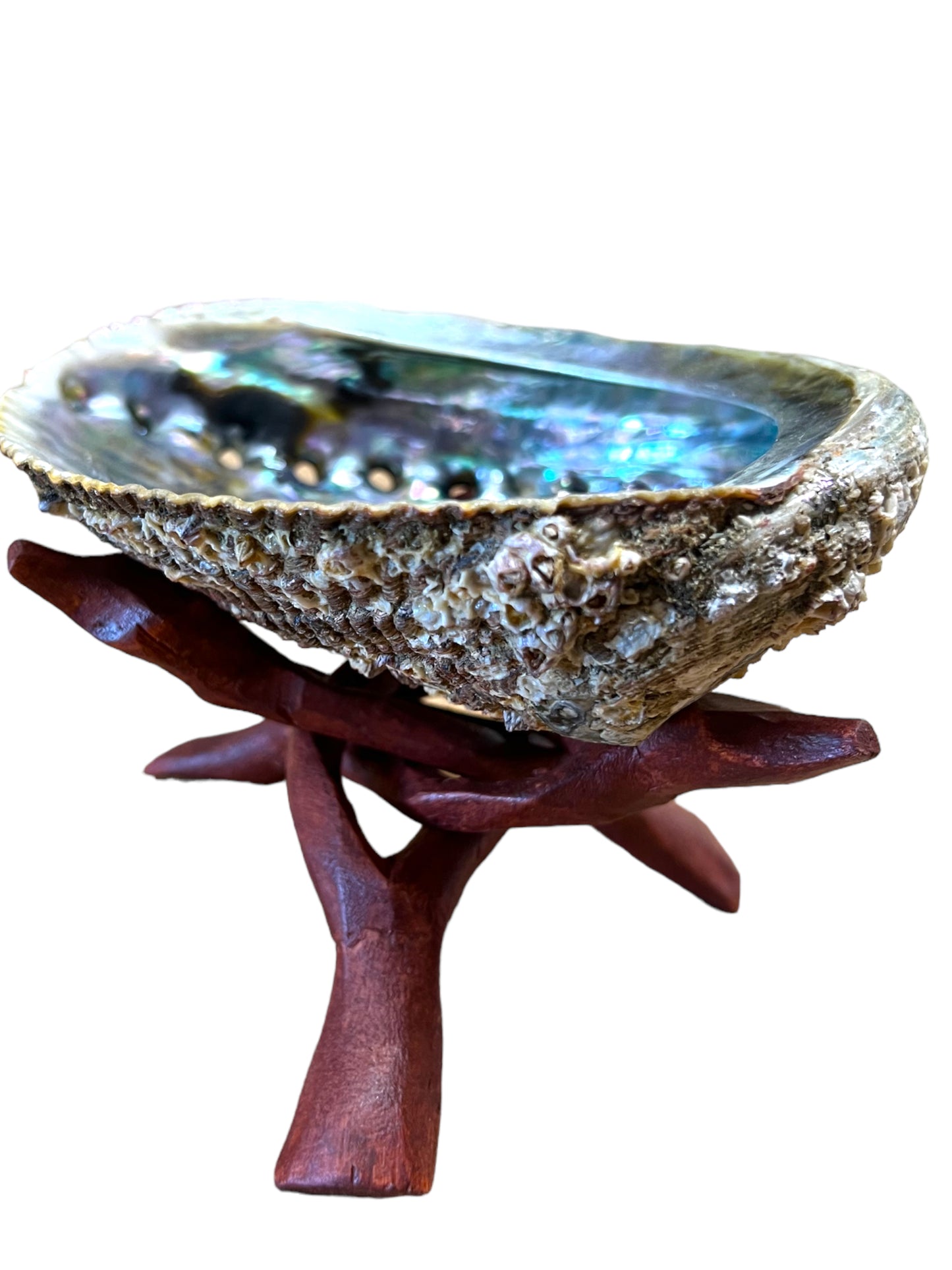 OCEAN SHELL + STAND